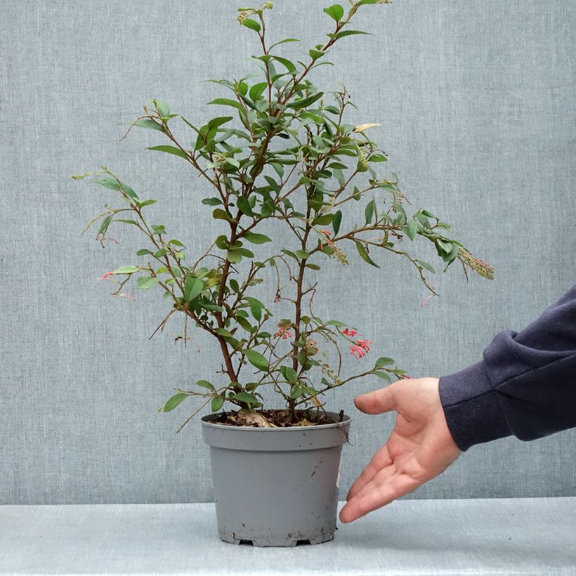 Grevillea rhyolitica Pot de 2L/3L esemplare consegnato in primavera