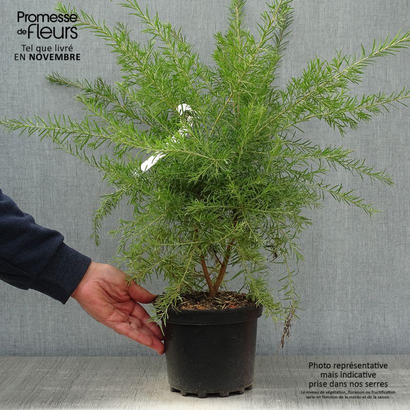 Esemplare di Grevillea rosmarinifolia Rosa Jenkinsii Vaso da 3L/4L come consegnato in autunno