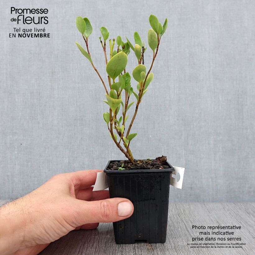 Esemplare di Griselinia littoralis Vasetto da 8/9 cm come consegnato in autunno