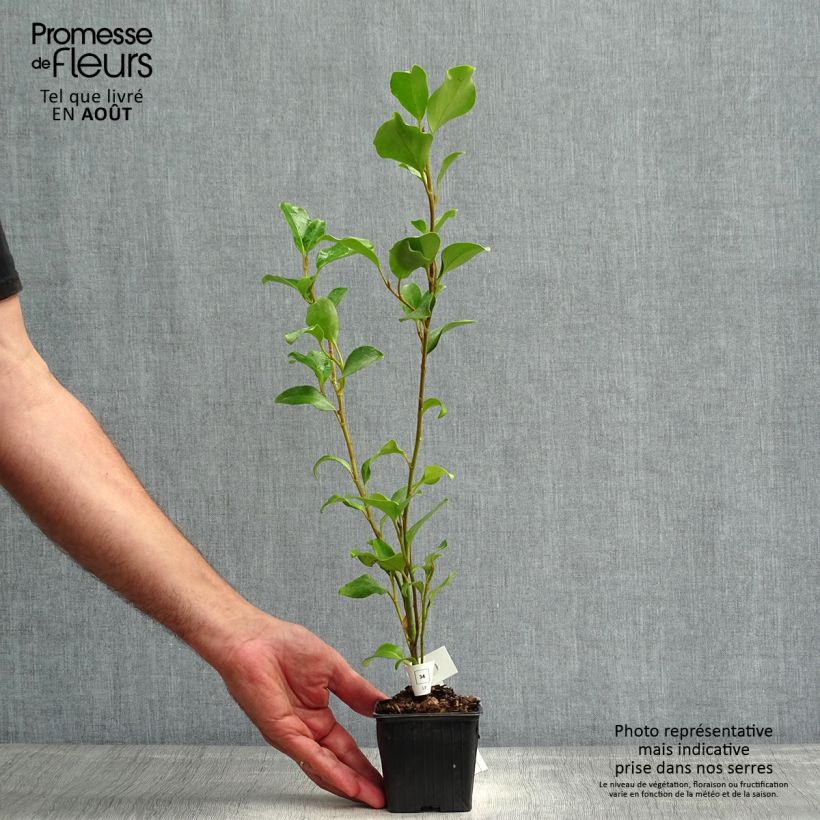Esemplare di Griselinia lucida Vasetto da 8/9 cm consegnato in estate