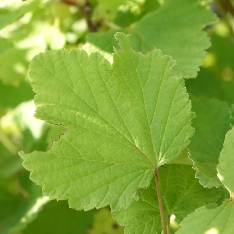 Ribes bianco Blanka Bio (Fogliame)