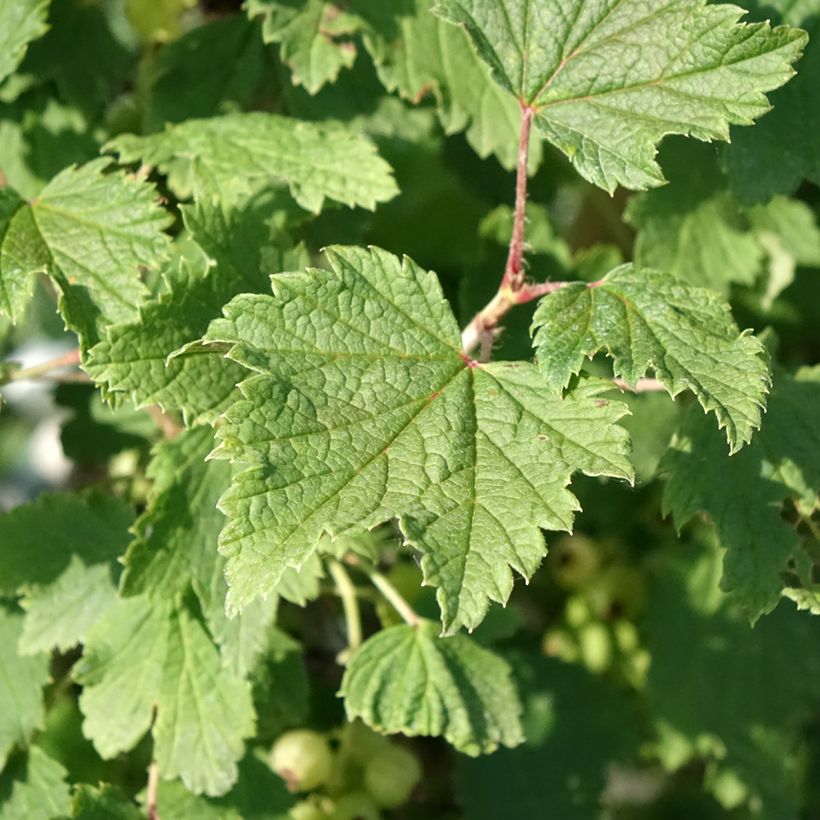 Ribes bianco Weiße aus Jüterbog (Fogliame)