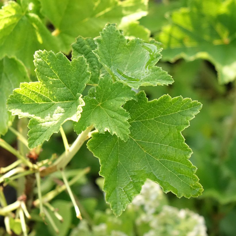 Ribes bianco Zitavia (Fogliame)