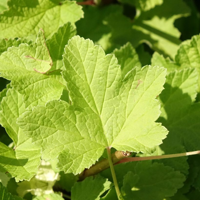 Ribes rosso Jonkheer van Tets (Fogliame)