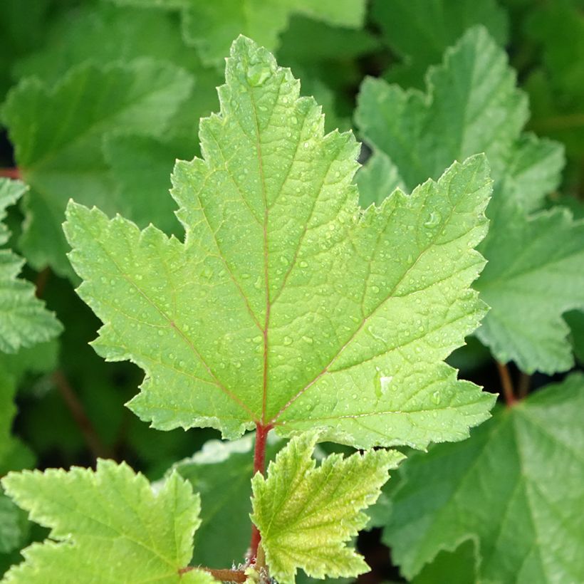 Ribes rosso Rosetta (Fogliame)