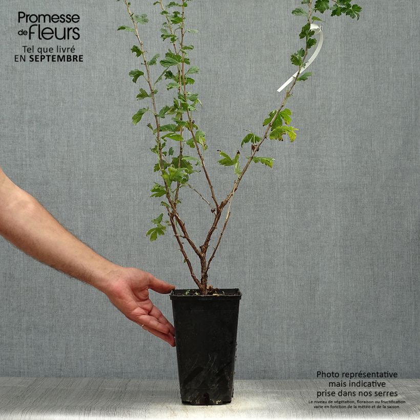 Esemplare di Uva-spina Freedonia Vaso da 1,5L/2L come consegnato in autunno