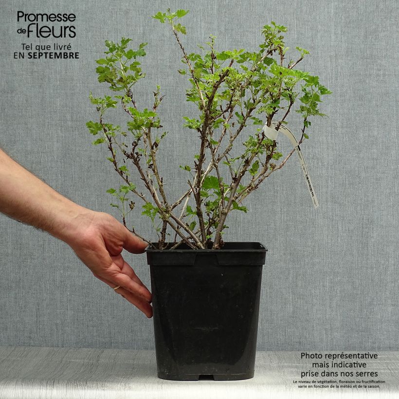 Esemplare di Uva-spina Freedonia Vaso da 4L/5L come consegnato in autunno