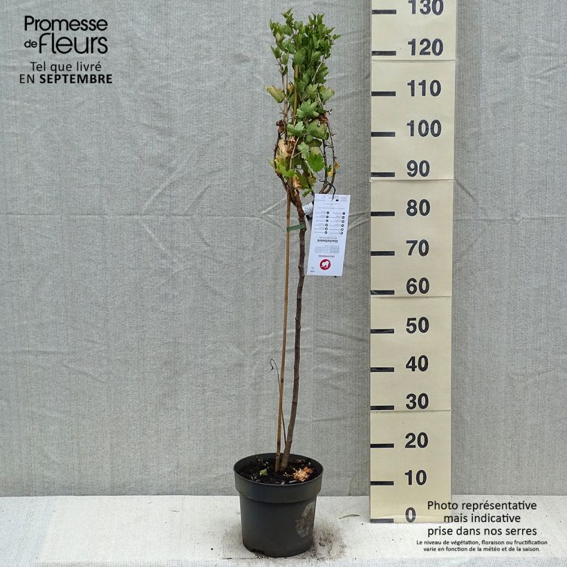 Esemplare di Uva-spina Mucurines Vaso da 6L/7L come consegnato in autunno