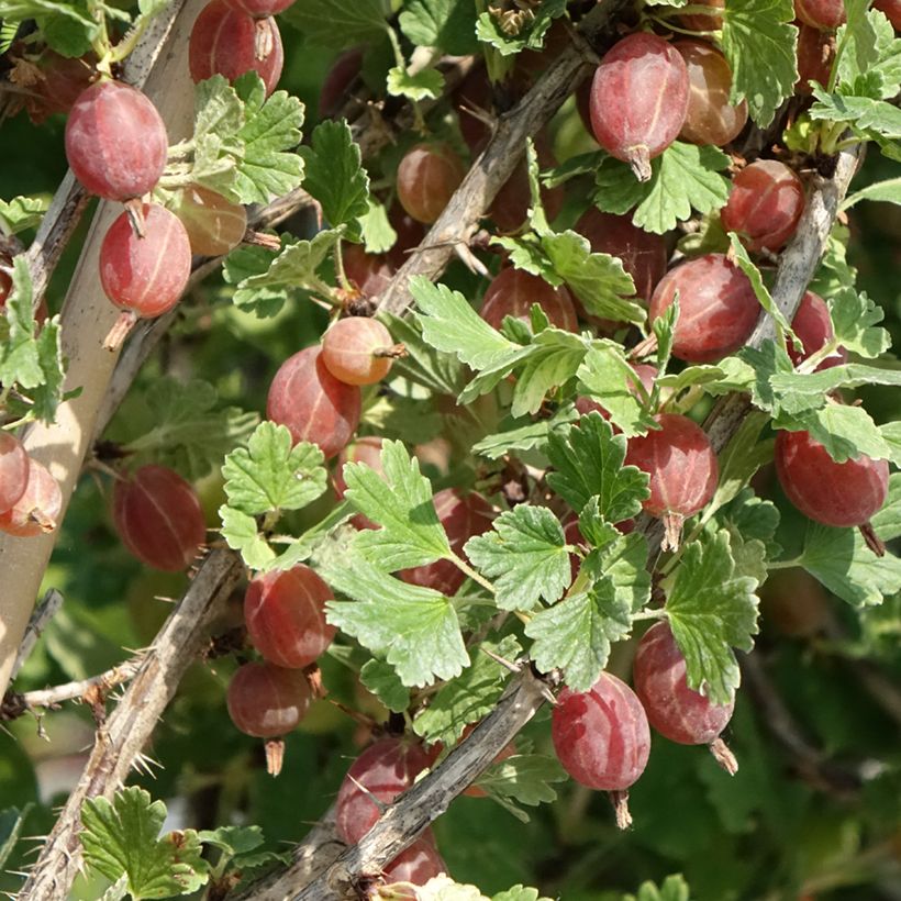 Uva-spina Crispa Darling (Raccolta)