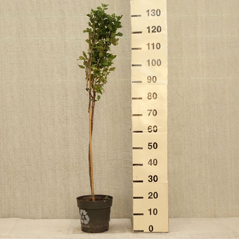 Esemplare di Uva-spina Crispa Darling Vaso da 6L/7L come consegnato in autunno