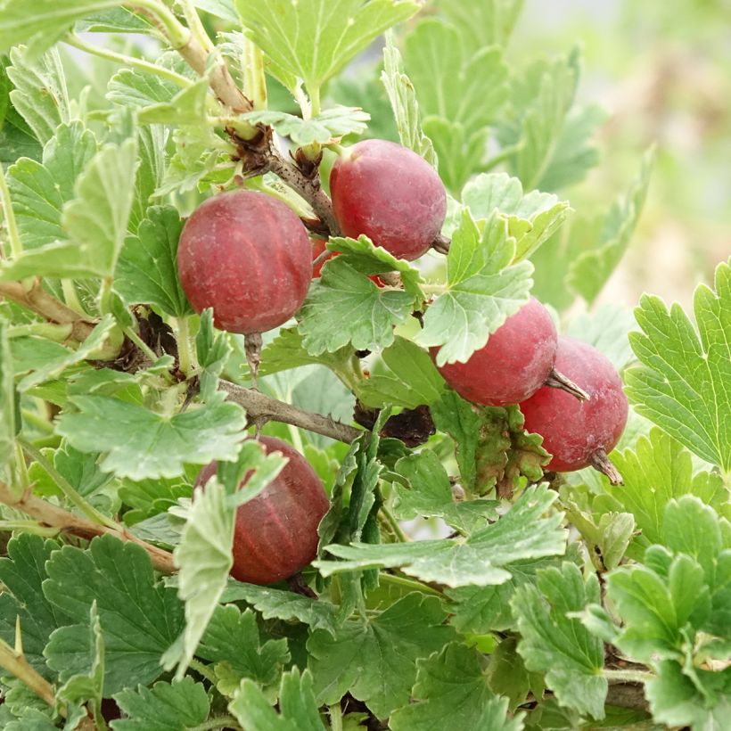Uva-spina Crispa Darling (Raccolta)