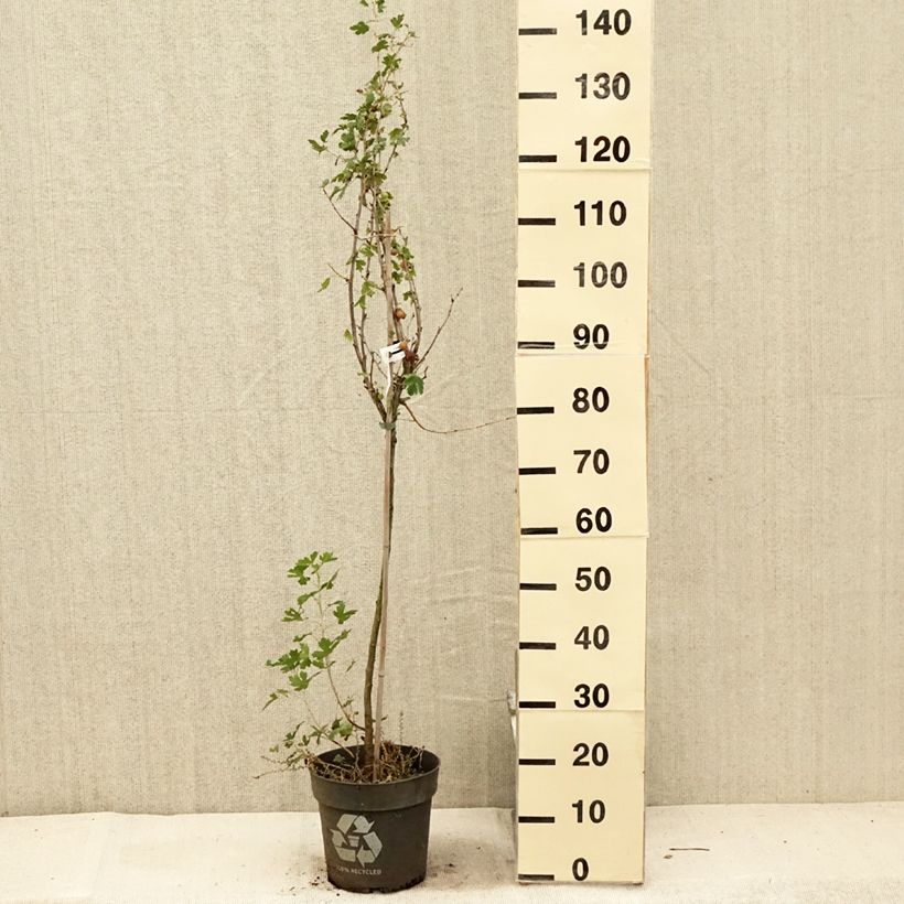 Esemplare di Uva-spina Solemio Crispa Vaso da 6L/7L consegnato in estate