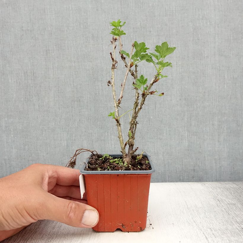 Esemplare di Uva-spina Hinnönmaki Röd Vasetto da 8/9 cm consegnato in estate