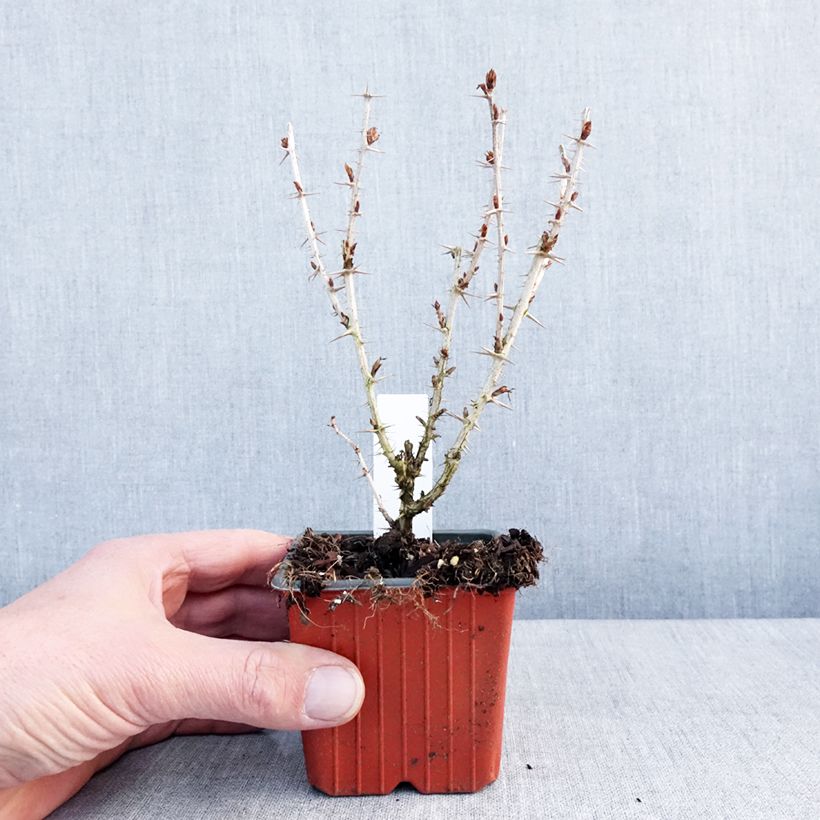 Uva-spina Hinnonmäki Grün Vasetto da 8/9 cm esemplare consegnato in inverno