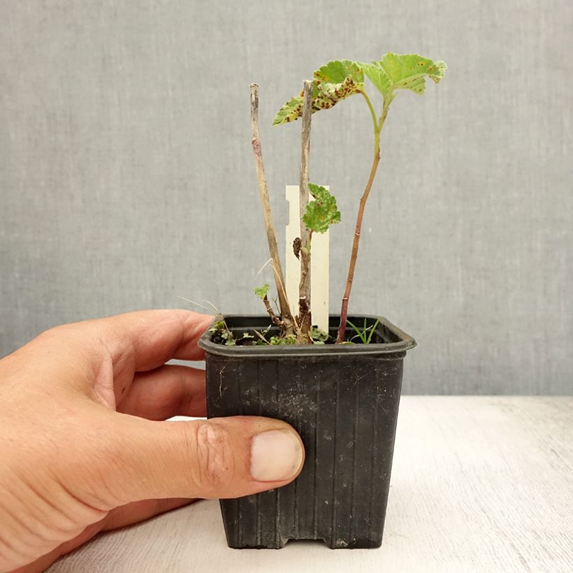 Esemplare di Althaea officinalis - Altea comune Vasetto da 8/9 cm consegnato in estate