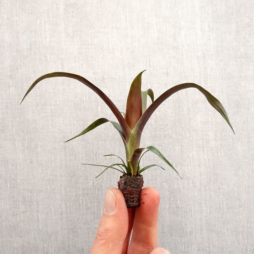 Guzmania Akabar - Motte 5 cm x 7 cm esemplare consegnato in primavera