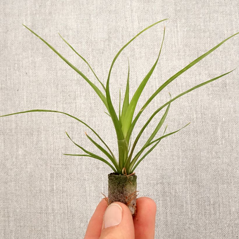 Guzmania Alerta - Motte 5 cm x 7 cm esemplare consegnato in primavera