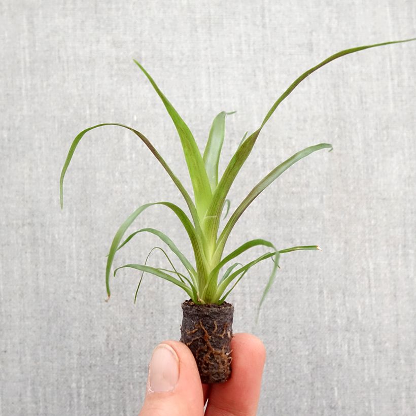 Guzmania Calypso - Motte 5 cm x 7 cm esemplare consegnato in primavera