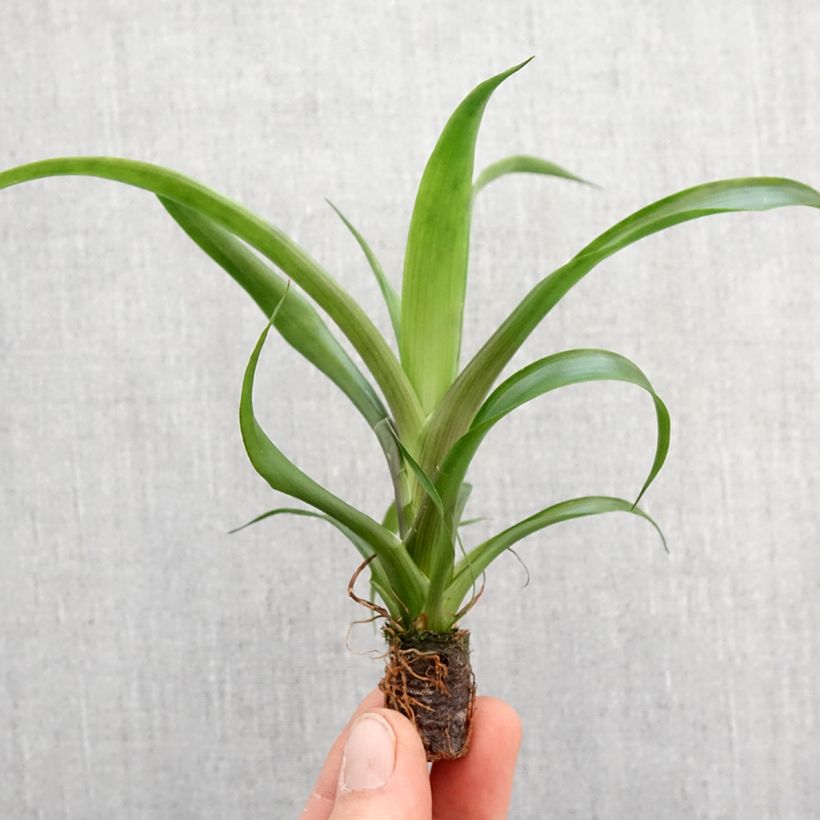 Guzmania Candy - Motte 5 cm x 7 cm esemplare consegnato in primavera