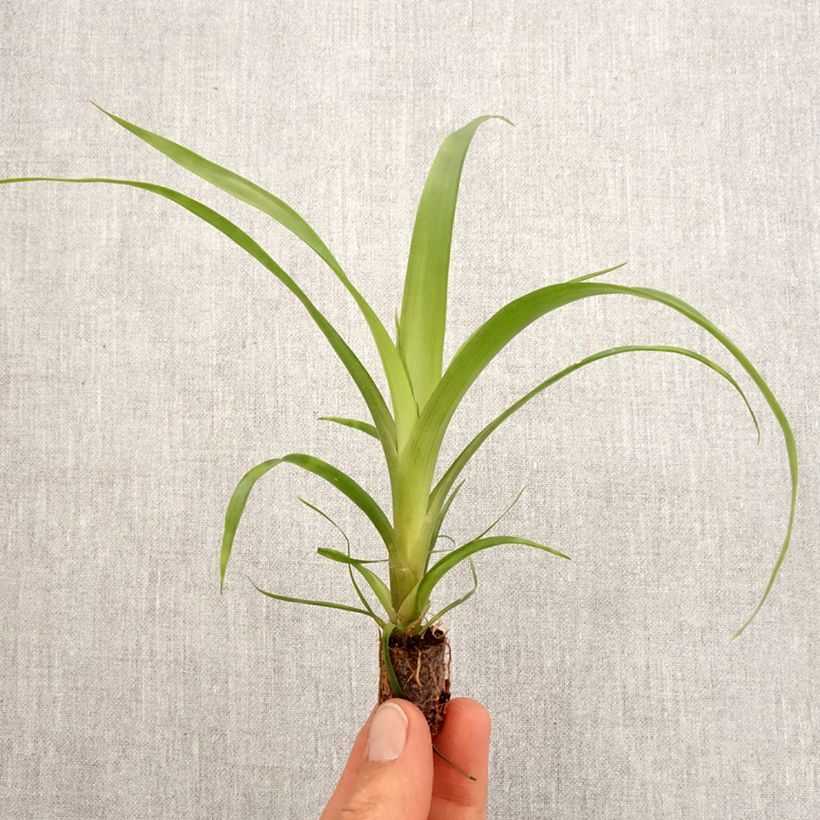 Guzmania Filou - Motte 5 cm x 7 cm esemplare consegnato in primavera