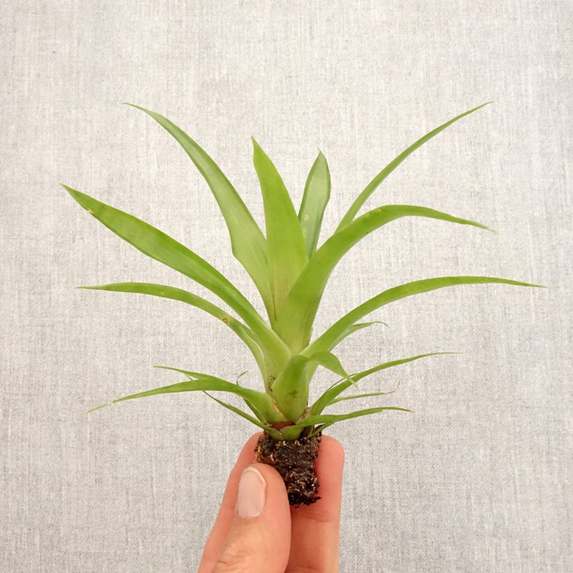 Guzmania Flava - Motte 5 cm x 7 cm esemplare consegnato in primavera
