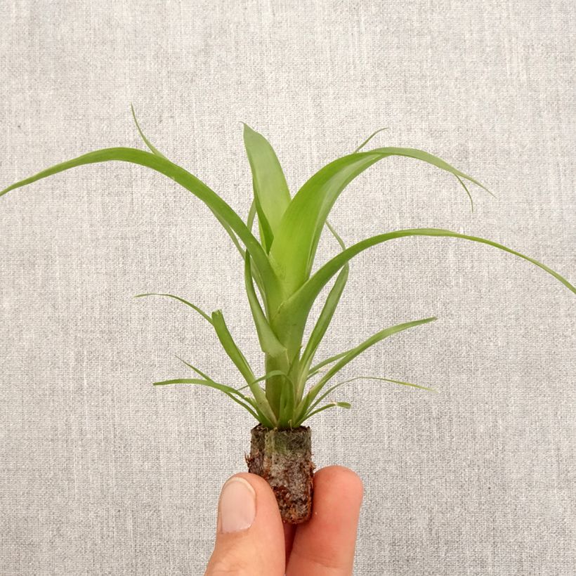 Guzmania Hilda - Motte 5 cm x 7 cm esemplare consegnato in primavera