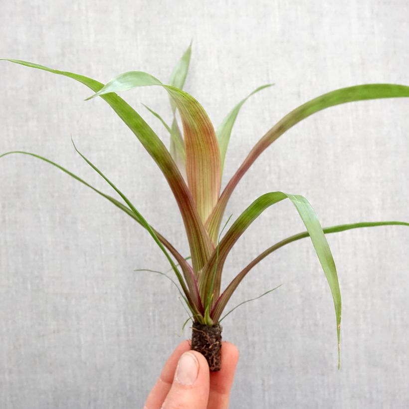 Guzmania Limones - Motte 5 cm x 7 cm esemplare consegnato in primavera