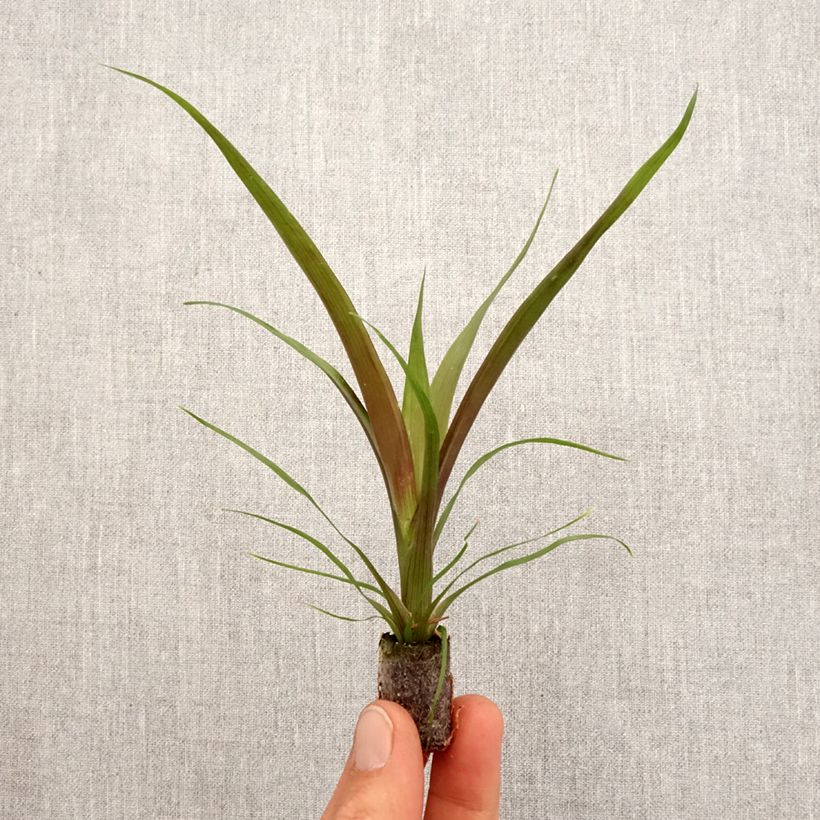 Guzmania Loja - Motte 5 cm x 7 cm esemplare consegnato in primavera
