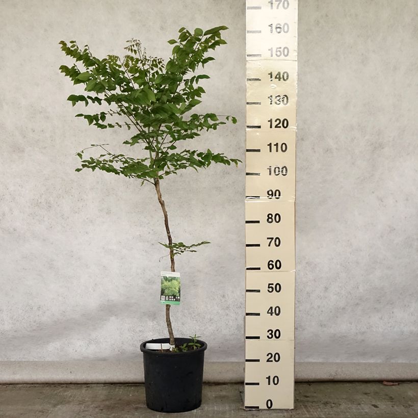 Esemplare di Gymnocladus dioica - Albero del Caffè Vaso da 12L/15L consegnato in estate