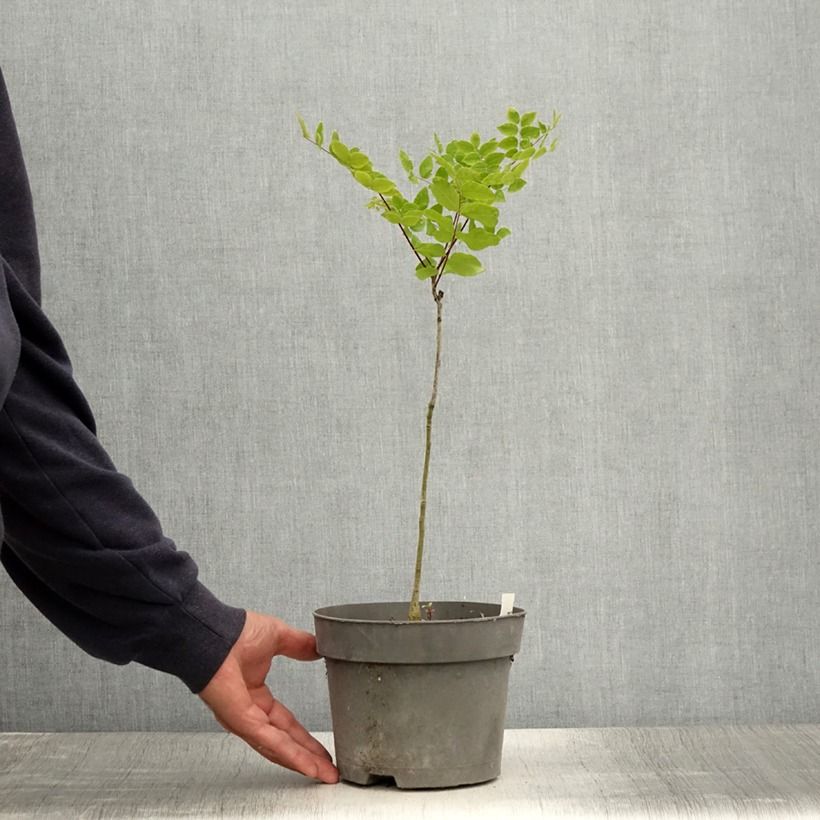 Esemplare di Gymnocladus dioica - Albero del Caffè Vaso da 2L/3L consegnato in estate