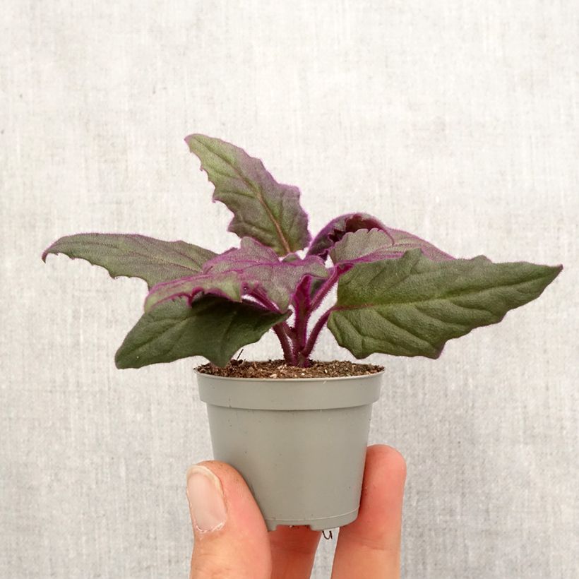Gynura aurantiaca - Plante-velours - Motte 5 cm x 7 cm esemplare consegnato in primavera