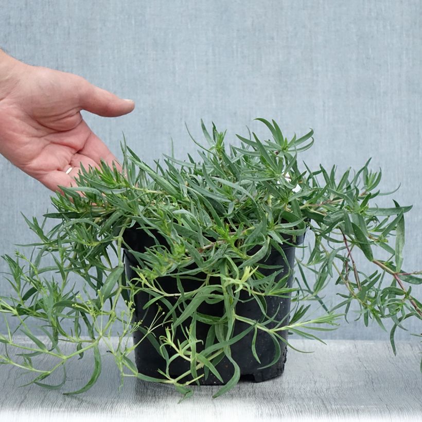 Esemplare di Gypsophila paniculata Rosenschleier Vaso da 2L/3L consegnato in estate