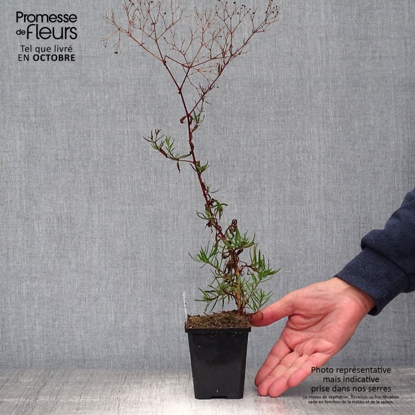 Esemplare di Gypsophila paniculata Festival Pink Vasetto da 8/9 cm come consegnato in autunno