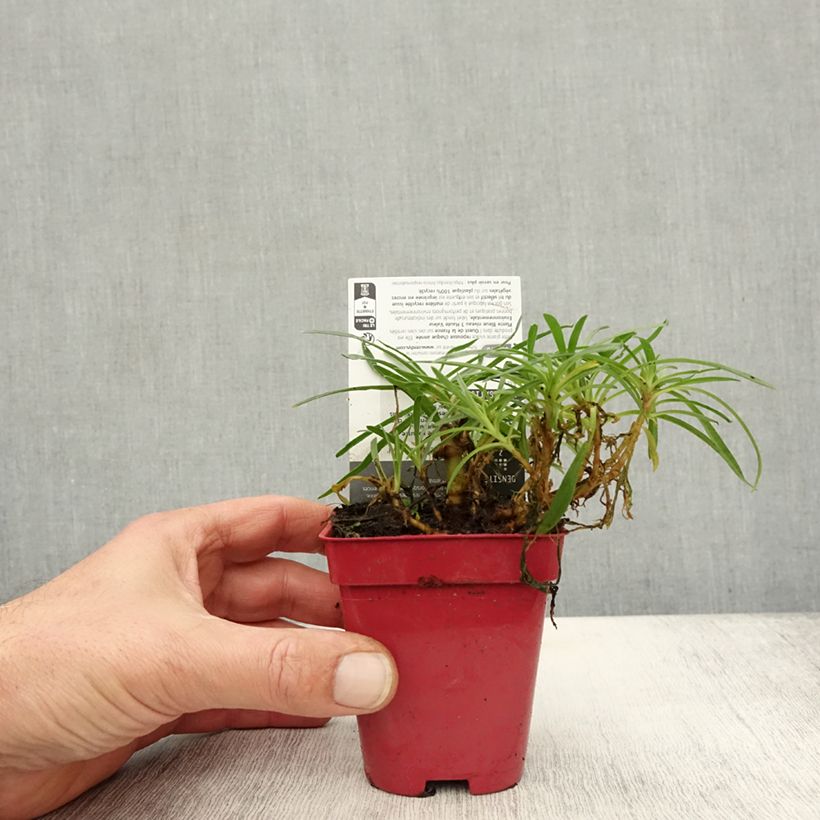 Esemplare di Gypsophila paniculata White Festival Vasetto da 8/9 cm come consegnato in autunno