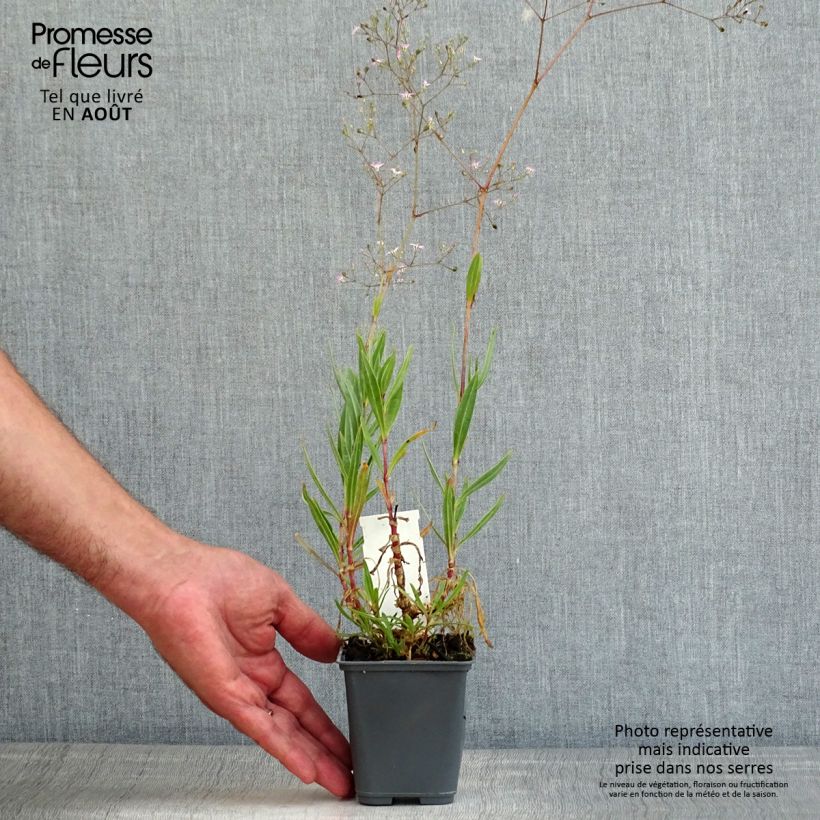 Esemplare di Gypsophila pacifica Vasetto da 8/9 cm consegnato in estate