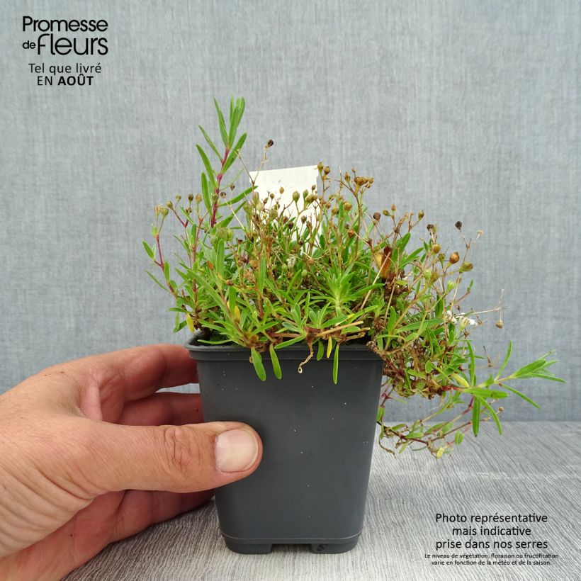 Esemplare di Gypsophila repens White Angel Vasetto da 8/9 cm consegnato in estate