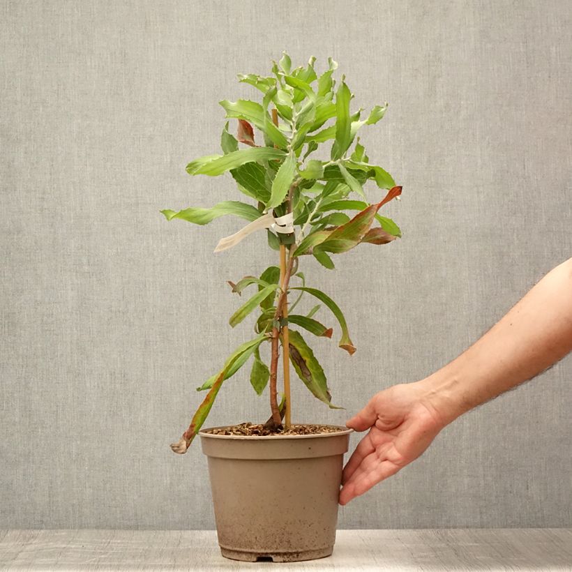 Esemplare di Hakea victoria Vaso da 4L/5L consegnato in estate