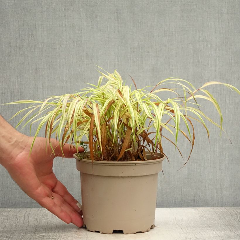 Esemplare di Hakonechloa macra Aureola - Erba della foresta giapponese Vaso da 2L/3L consegnato in estate