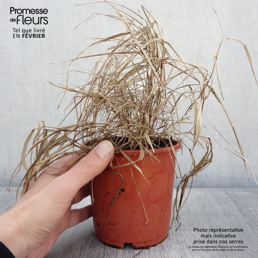 Hakonechloa macra Beni-Kaze - Erba della foresta giapponese Vaso da 1L/1,5L esemplare consegnato in inverno