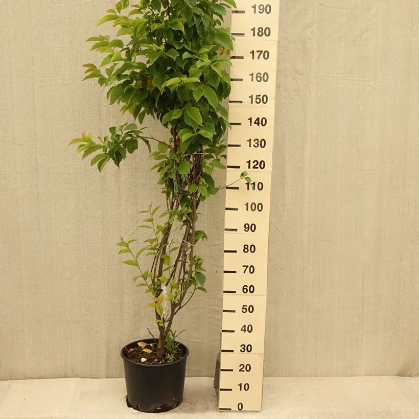 Esemplare di Halesia carolina Vaso da 18L/20L consegnato in estate