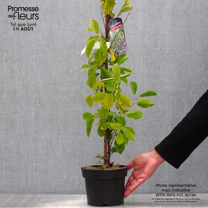 Esemplare di Halesia carolina UConn Wedding Bells Vaso da 2L/3L consegnato in estate