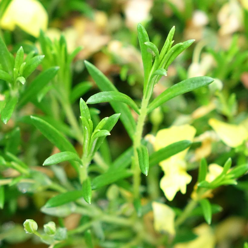 Halimium libanotis April Sun (Fogliame)