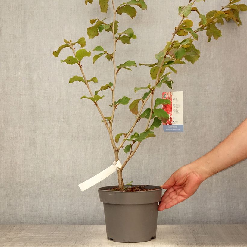 Esemplare di Hamamelis intermedia Ruby Glow - Amamelide Vaso da 4L/5L consegnato in estate