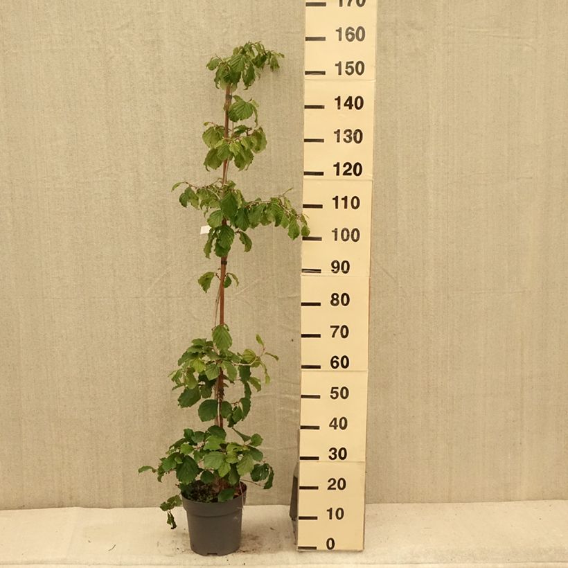 Esemplare di Hamamelis japonica Pendula - Amamelide Vaso da 6L/7L consegnato in estate