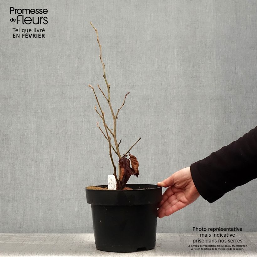 Hamamelis vernalis Amethyst - Amamelide Vaso da 7,5L/10L esemplare consegnato in inverno