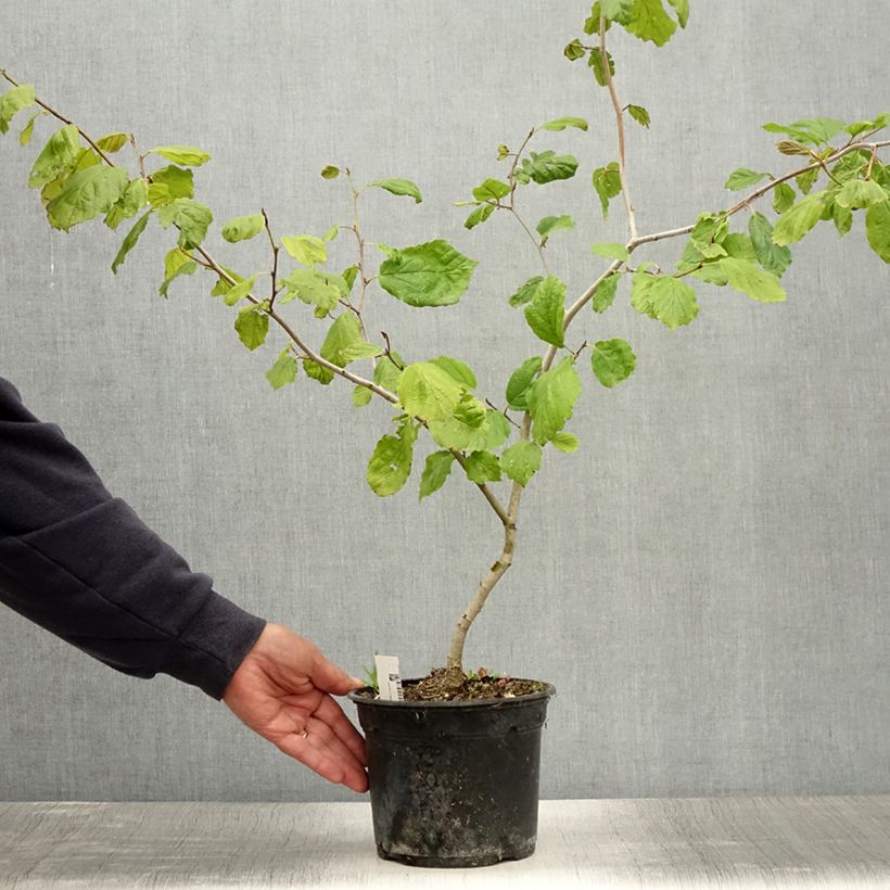 Esemplare di Hamamelis virginiana - Amamelide Vaso da 3L/4L consegnato in estate