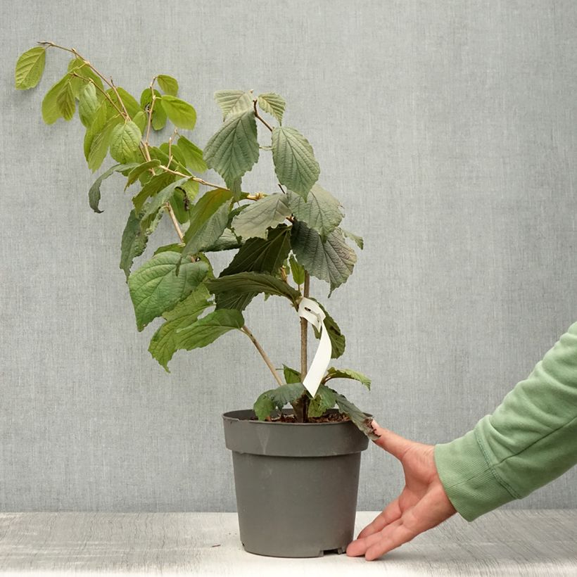Esemplare di Hamamelis intermedia Aphrodite - Amamelide Vaso da 3L/4L consegnato in estate