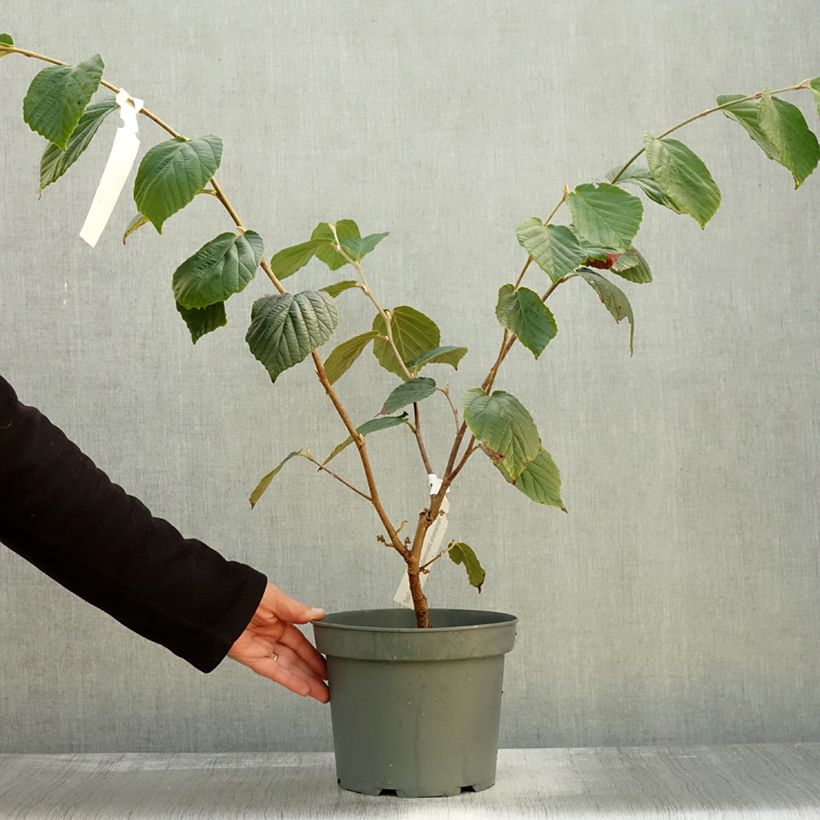 Esemplare di Hamamelis intermedia Barmstedt Gold - Amamelide Vaso da 3L/4L come consegnato in autunno