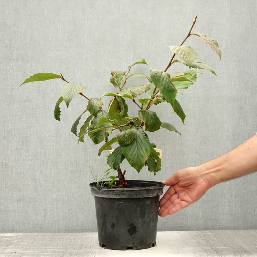 Esemplare di Hamamelis intermedia Feuerzauber - Amamelide Vaso da 4L/5L consegnato in estate