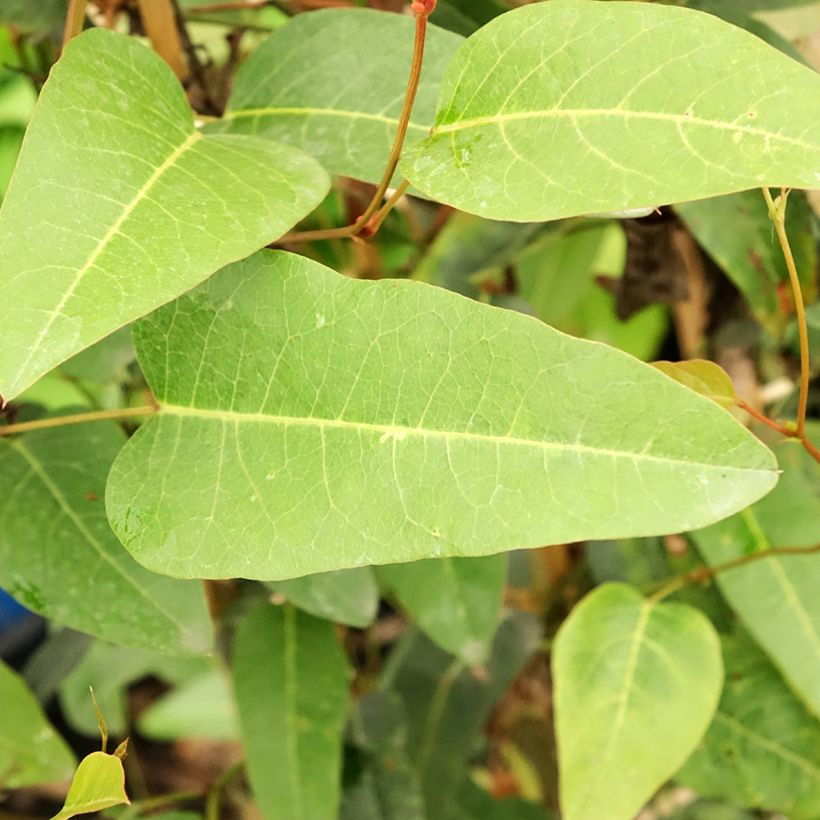Hardenbergia violacea (Fogliame)